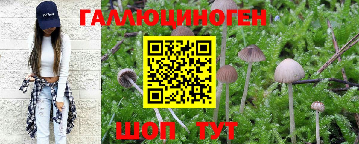 Галлюциногенные грибы Psilocybine cubensis Орехово-Зуево